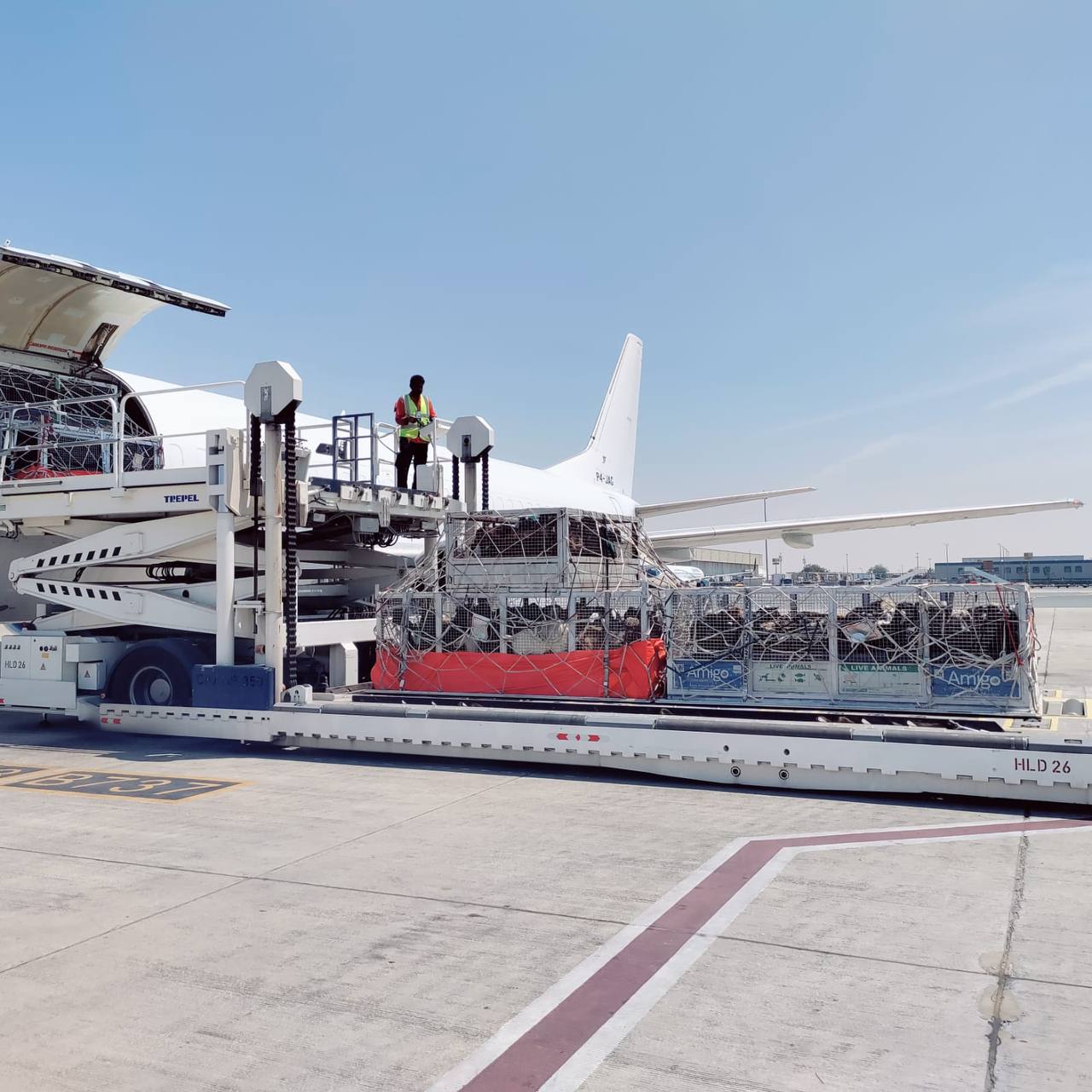 Перевозка живого скота